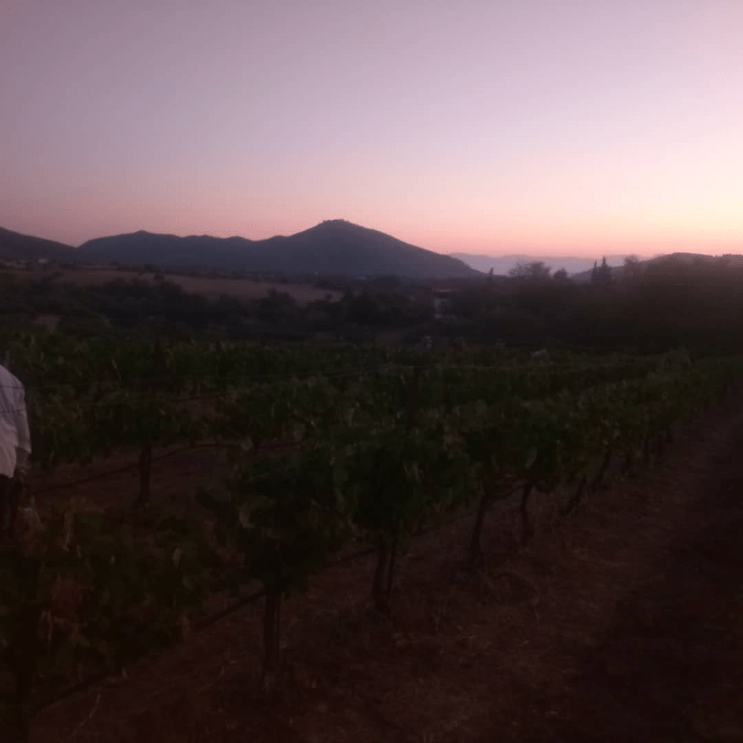 santor vineyard