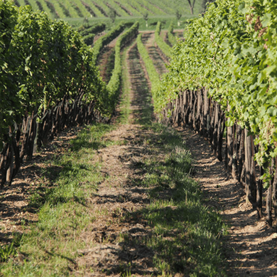 schmelzers weingut vineyard