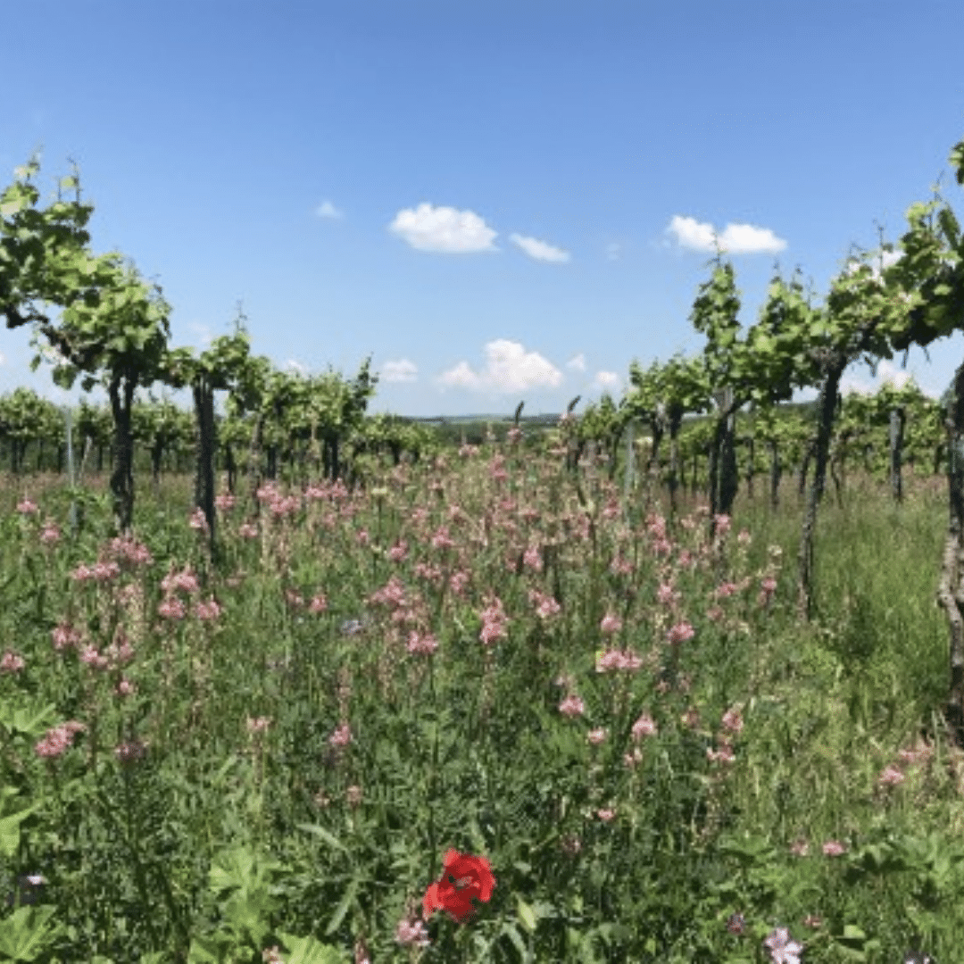 slobodne vinartsvo vineyard