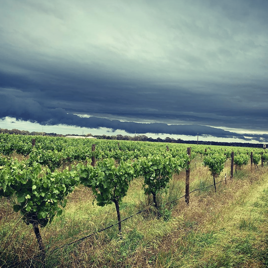 smallfry vineyard
