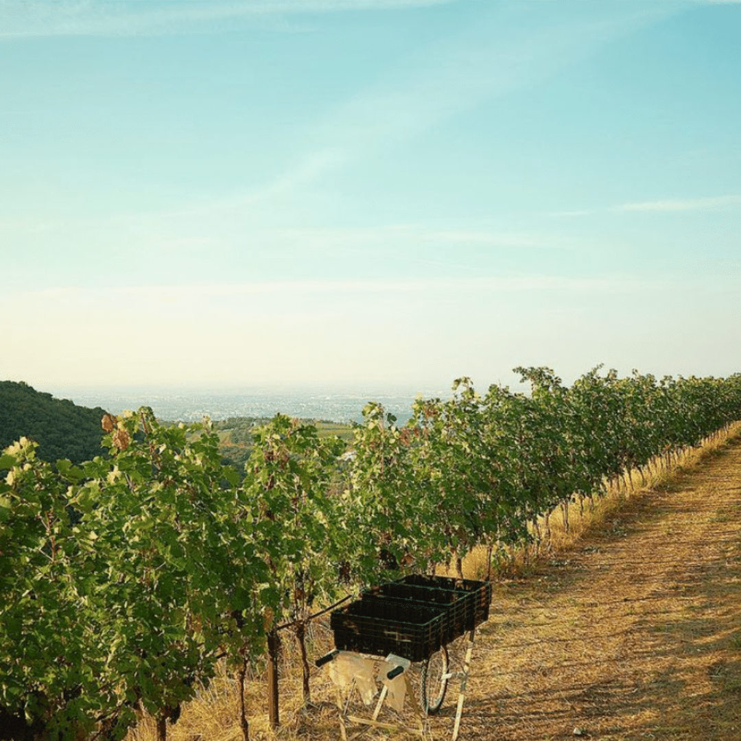 societa agricola il sasso vineyard