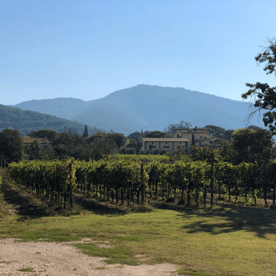 tanganelli vineyard