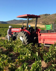 testalonga vineyard swartland south africa
