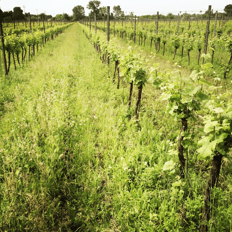 villa job vineyard