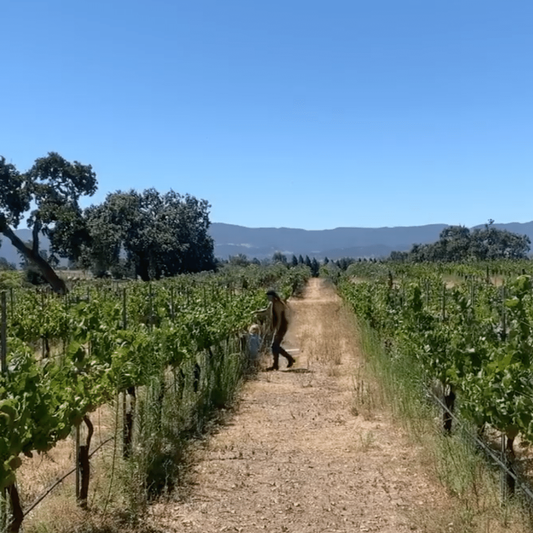 vin de california vineyard
