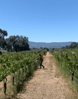 vin de california vineyard