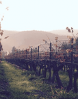 vina-echeverria-vineyard