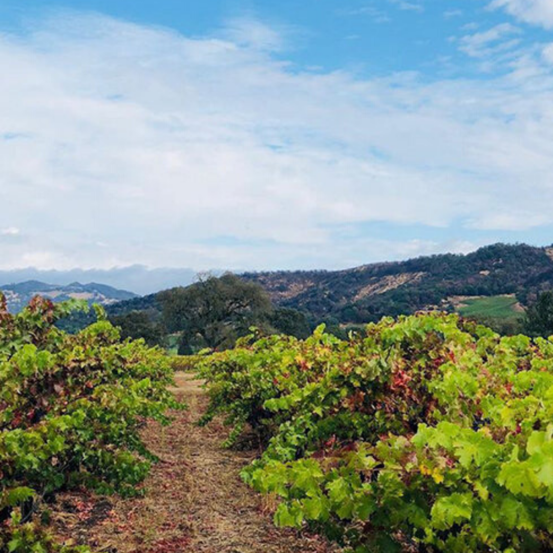 vinca minor vineyard california usa