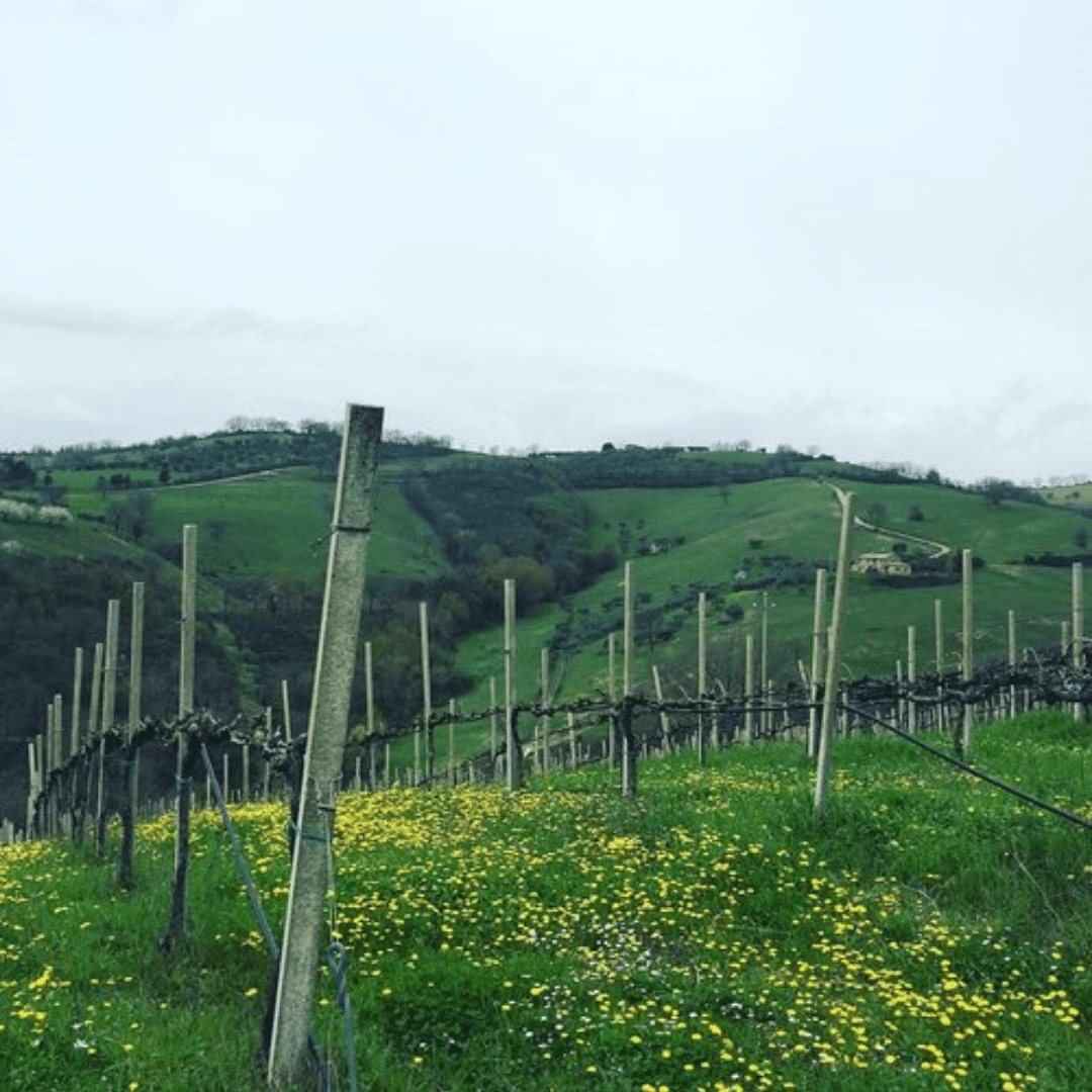 vini di giovanni vineyard umbria italy