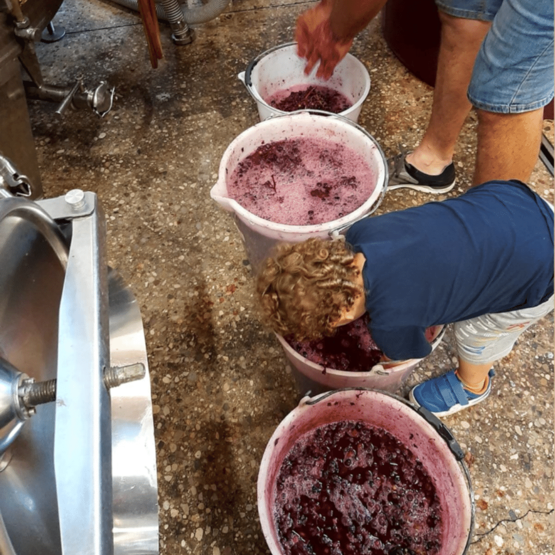 vini sassara winemaking