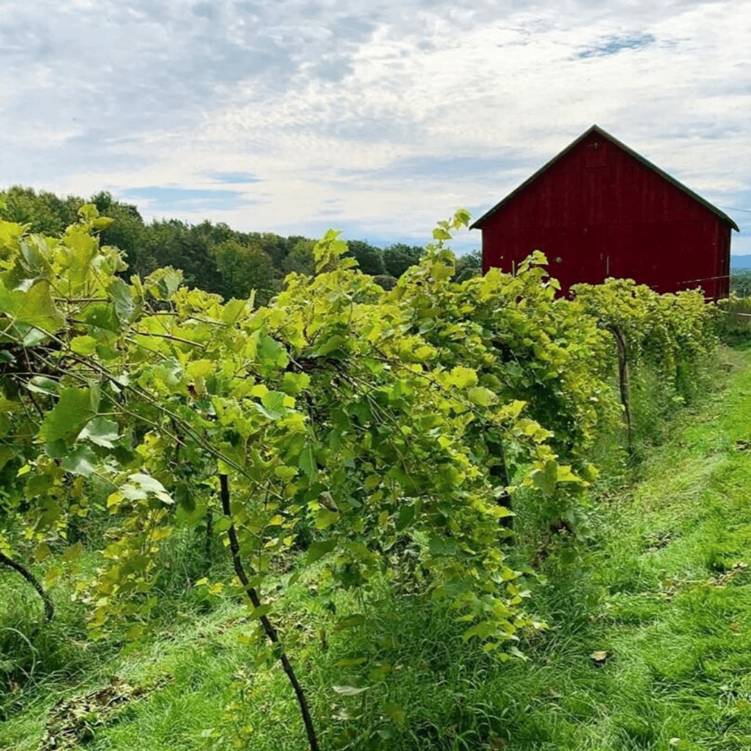 wild-arc-vineyard