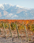zorzal vineyard uco valley argentina